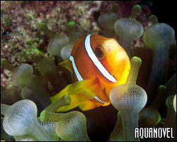 Amphiprion chrysopterus 