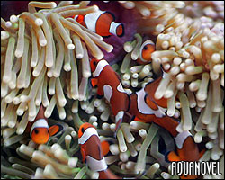 Amphiprion ocellaris