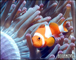 Amphiprion percula