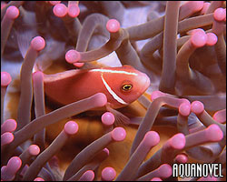 Amphiprion perideraion