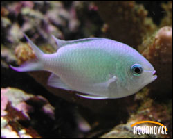 Chromis Viridis 