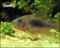 Corydoras aeneus