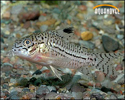 Corydoras julii