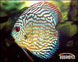 Symphysodon discus 