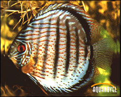 Symphysodon Discus Aequifasciata 