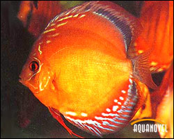 Symphysodon Discus Axelrodi 