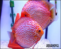 Symphysodon Discus 