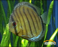 Symphysodon Discus