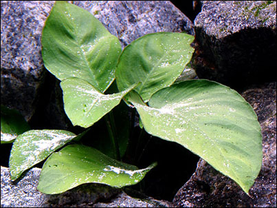 Las plantas las instalé para lograr una mayor naturalidad a la instalación y lograr contrastes entre las rocas.