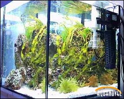 Acuario Mini-Reef