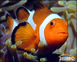 Amphiprion ocellaris