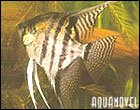 Escalar Zebra