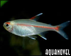 Hemigrammus Erythrozonus