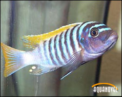 Metriaclima Zebra