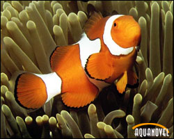 Amphiprion percula