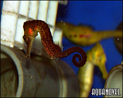 Hippocampus reidi - fotografía tomada en nuestro comercio