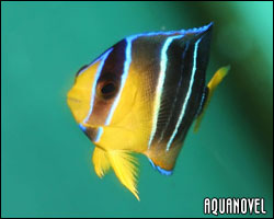 Holacanthus Isabelita juvenil